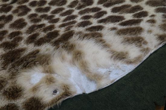 An Indian leopard rug, mounted on a green baize cloth with brass hanging rings